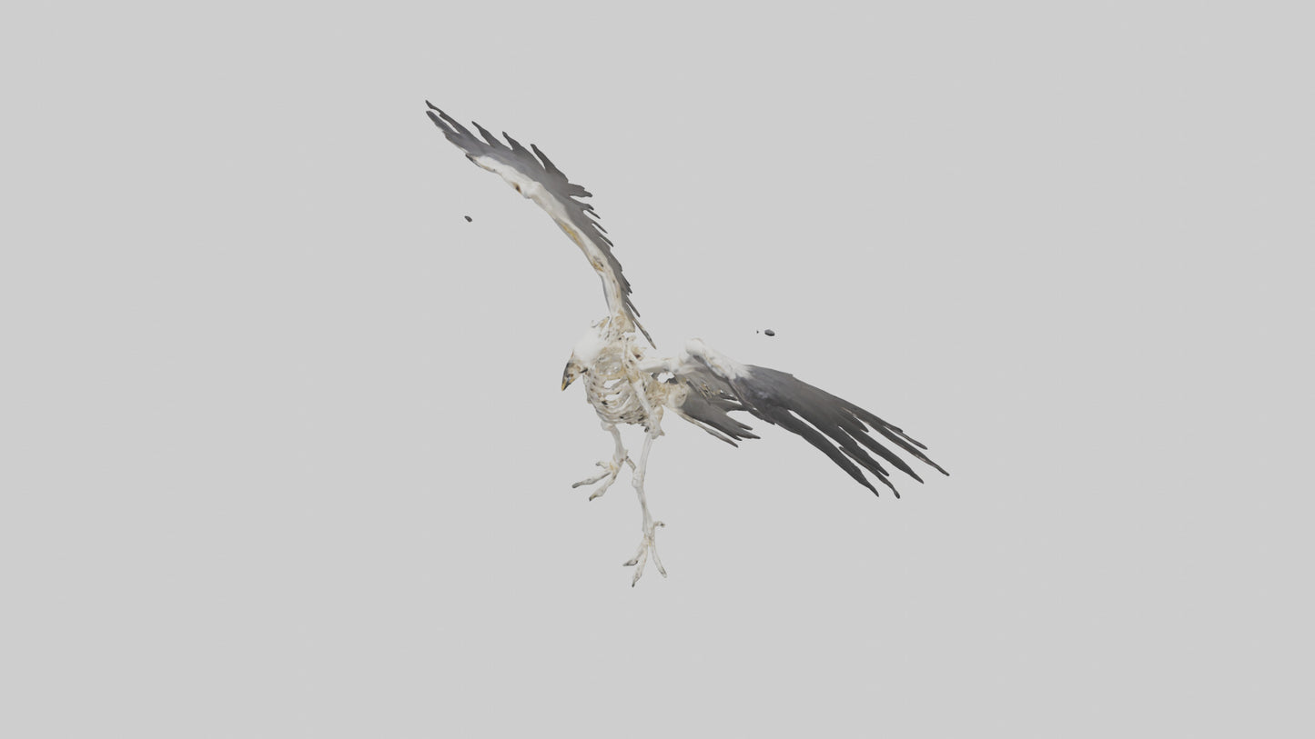 Falcon Skeleton model 3D model