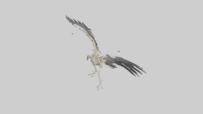 Falcon Skeleton model 3D model