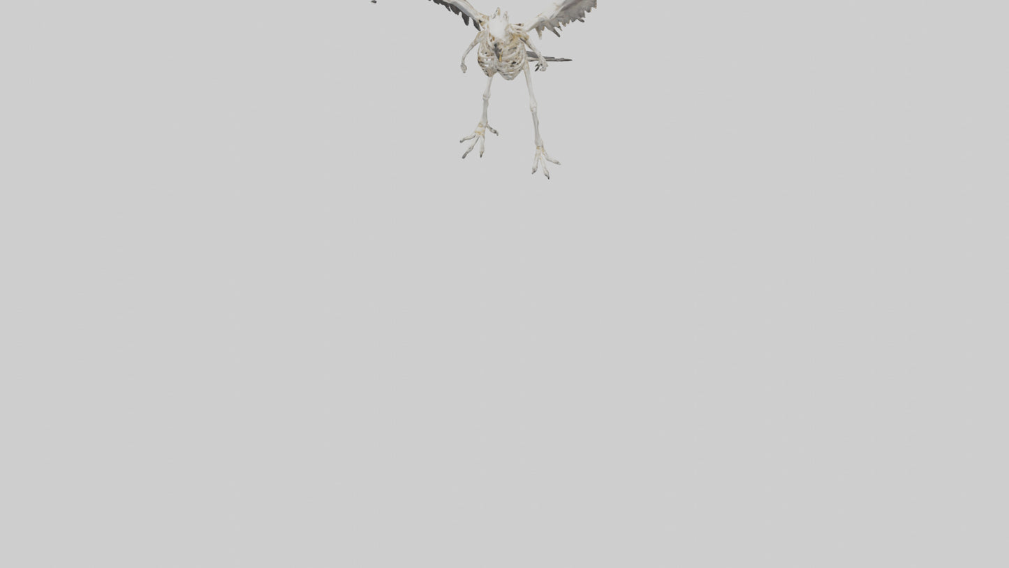 Falcon Skeleton model 3D model