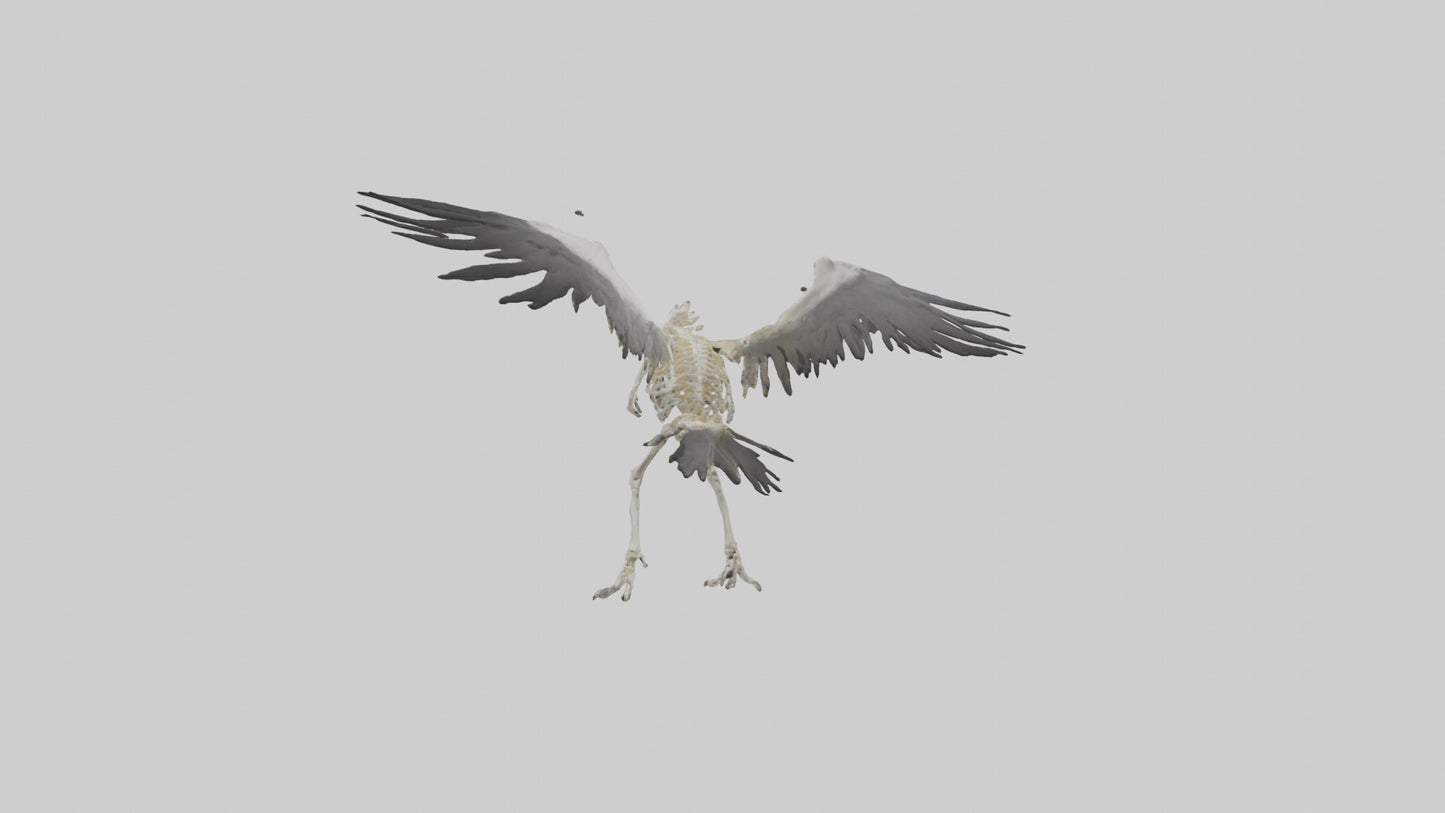 Falcon Skeleton model 3D model