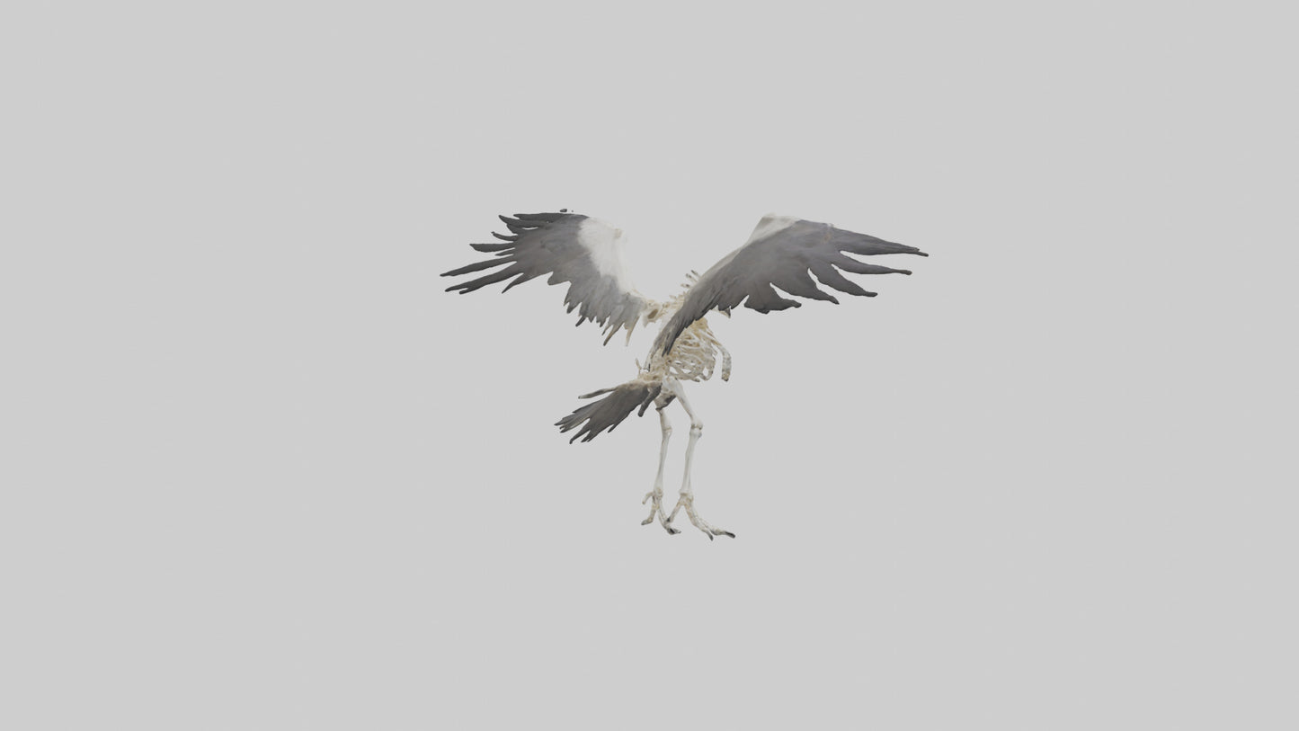 Falcon Skeleton model 3D model