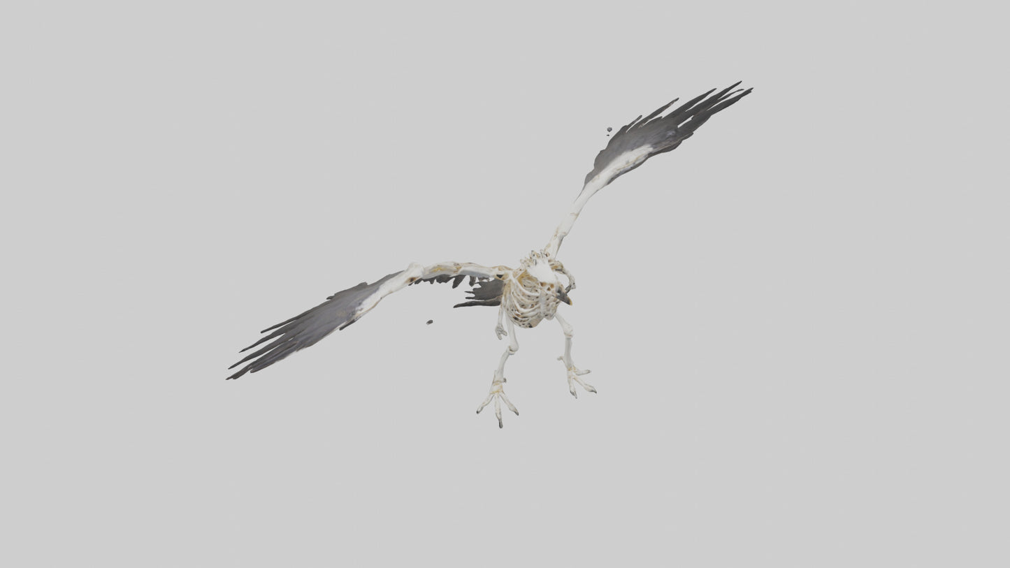 Falcon Skeleton model 3D model