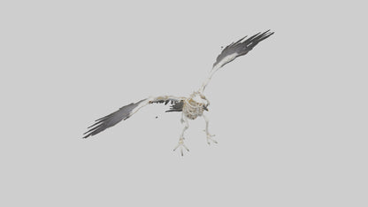 Falcon Skeleton model 3D model