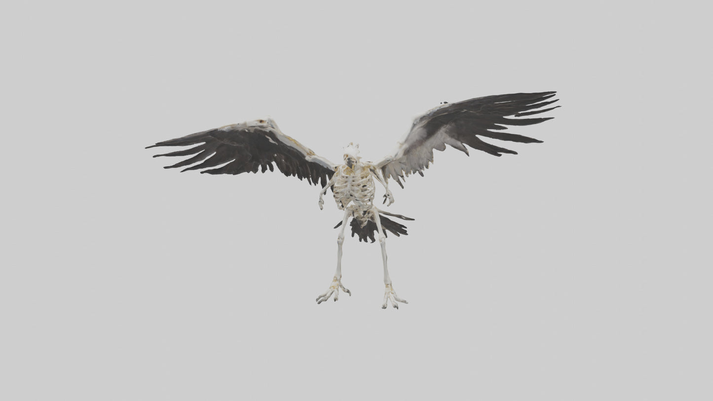 Falcon Skeleton model 3D model