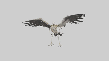 Falcon Skeleton model 3D model