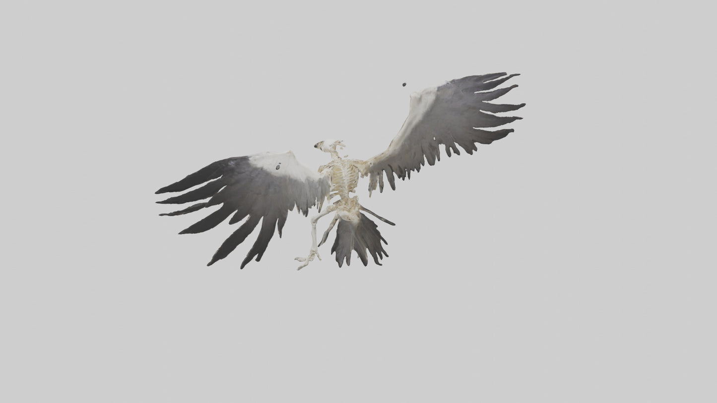 Falcon Skeleton model 3D model