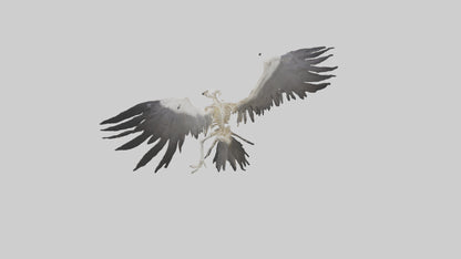 Falcon Skeleton model 3D model