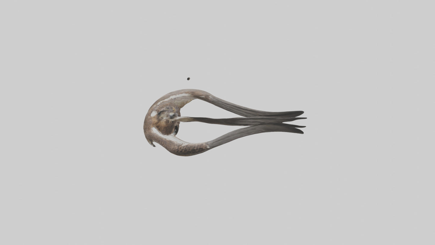 Falcon Stomach 3D model