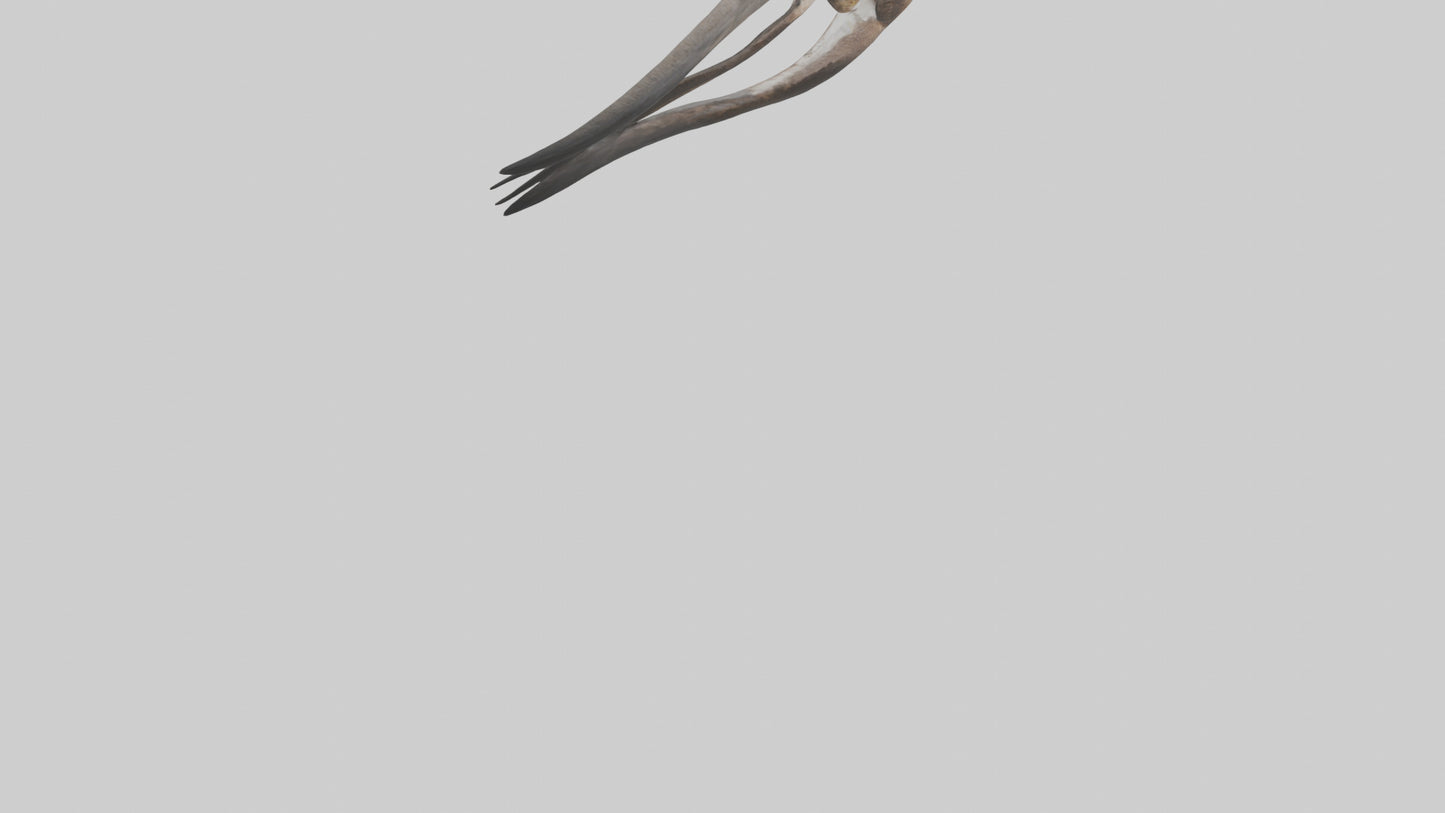 Falcon Stomach 3D model