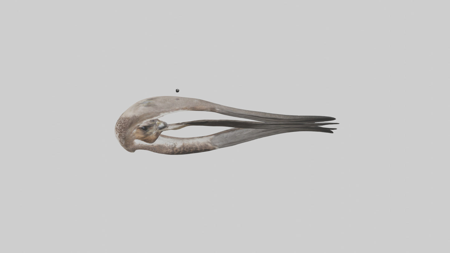 Falcon Stomach 3D model