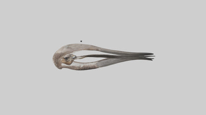 Falcon Stomach 3D model