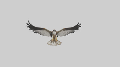 3D model Falcon Wings VR / AR / low-poly