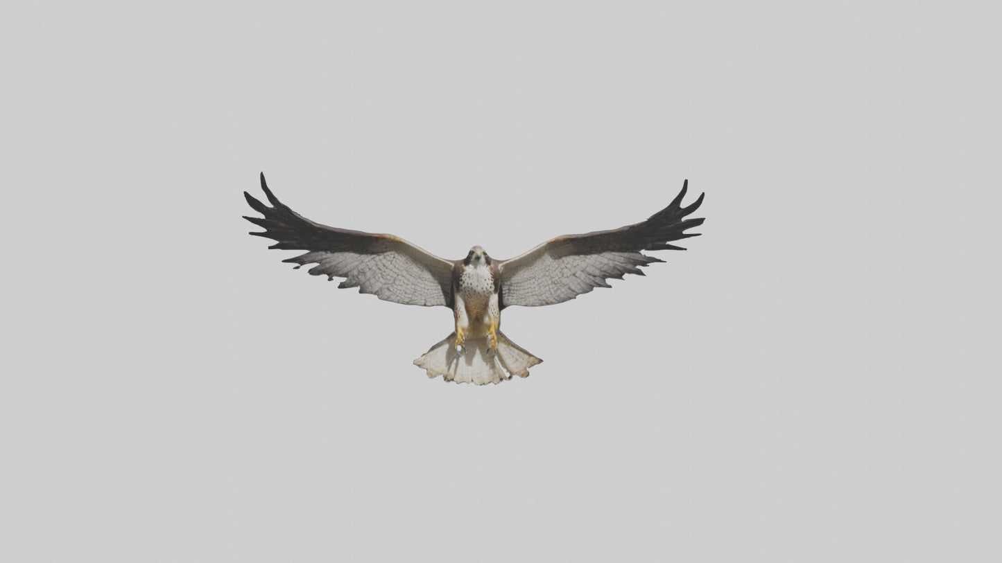 3D model Falcon Wings VR / AR / low-poly