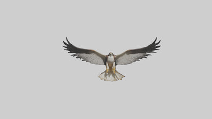 3D model Falcon Wings VR / AR / low-poly