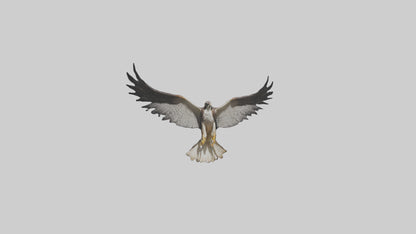 3D model Falcon Wings VR / AR / low-poly