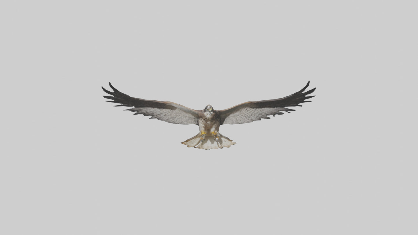 3D model Falcon Wings VR / AR / low-poly