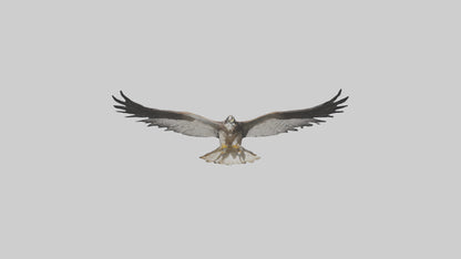 3D model Falcon Wings VR / AR / low-poly