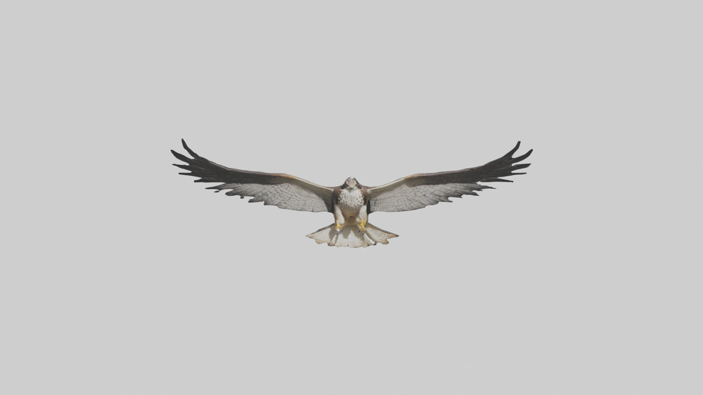 3D model Falcon Wings VR / AR / low-poly