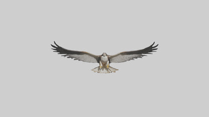 3D model Falcon Wings VR / AR / low-poly
