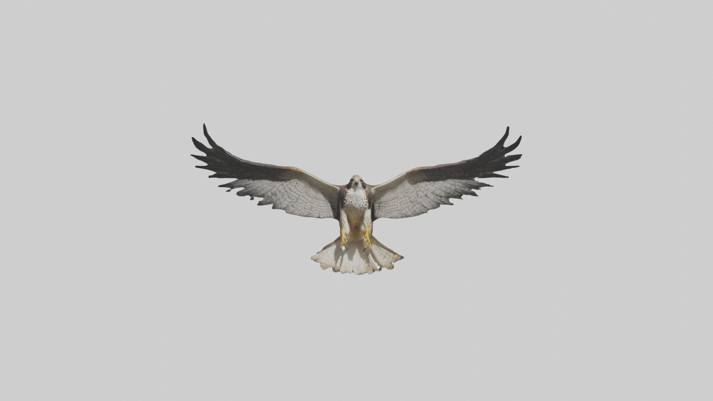 3D model Falcon Wings VR / AR / low-poly