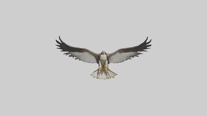 3D model Falcon Wings VR / AR / low-poly
