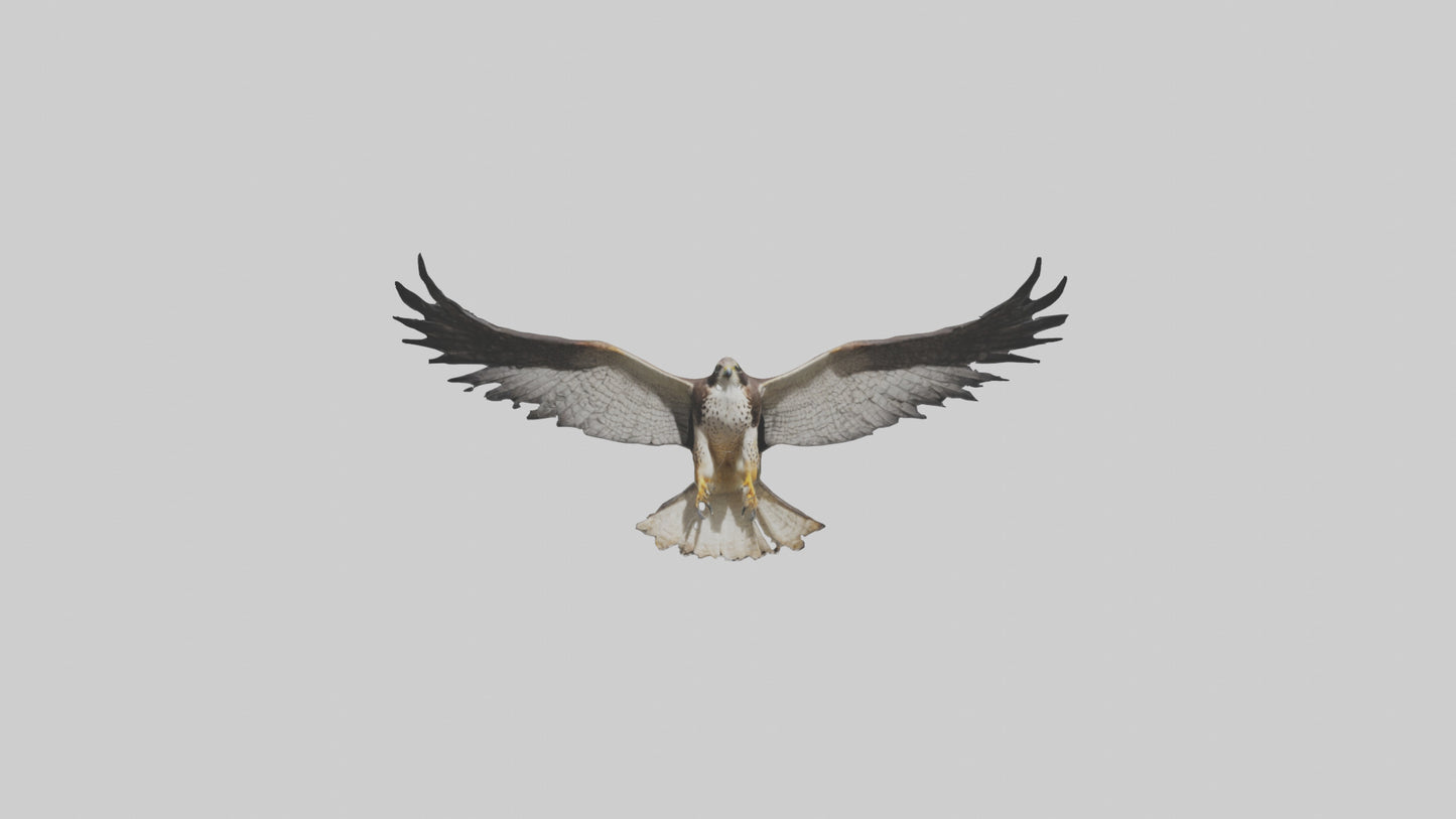 3D model Falcon Wings VR / AR / low-poly