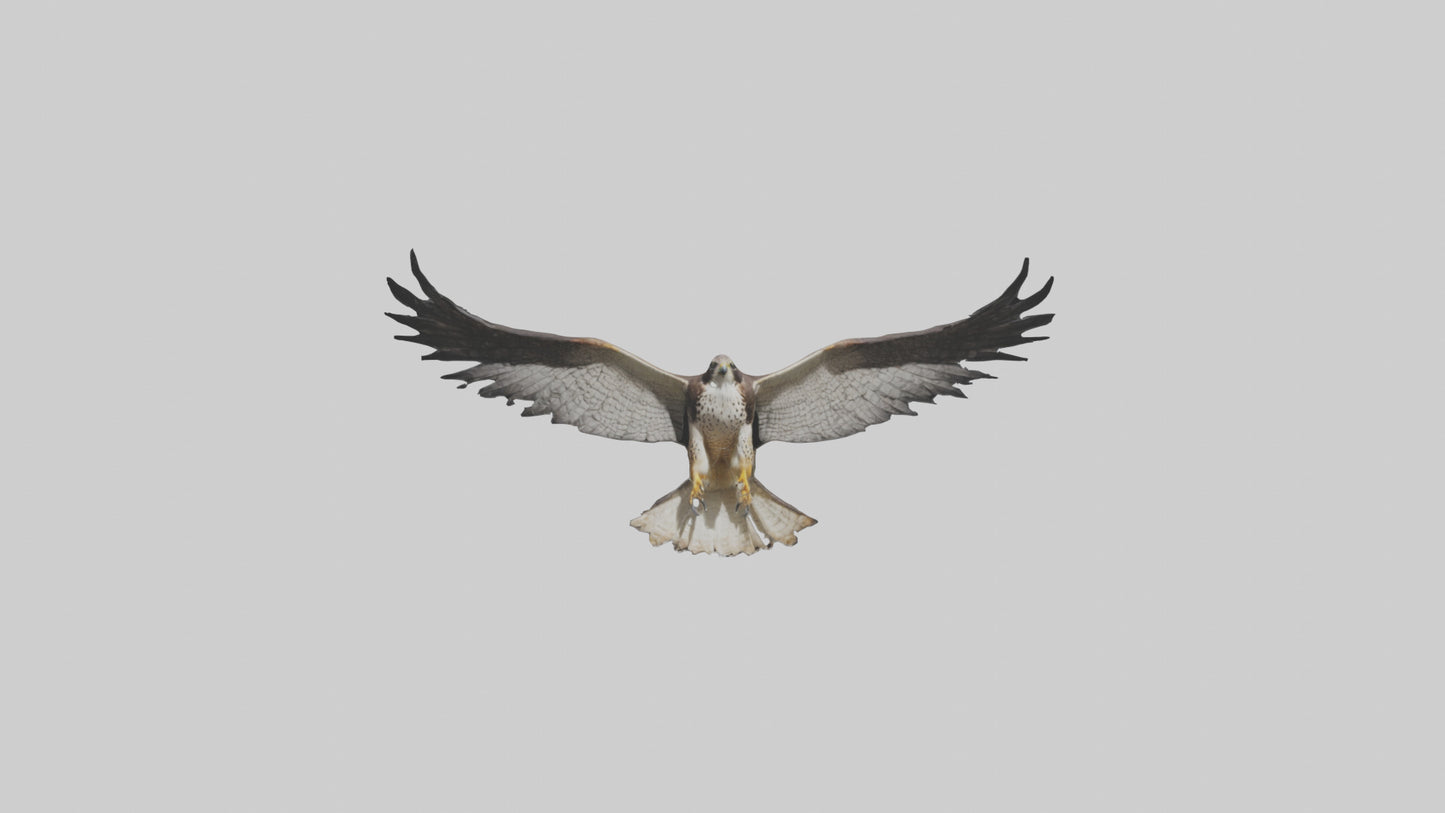 3D model Falcon Wings VR / AR / low-poly