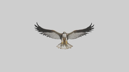 3D model Falcon Wings VR / AR / low-poly
