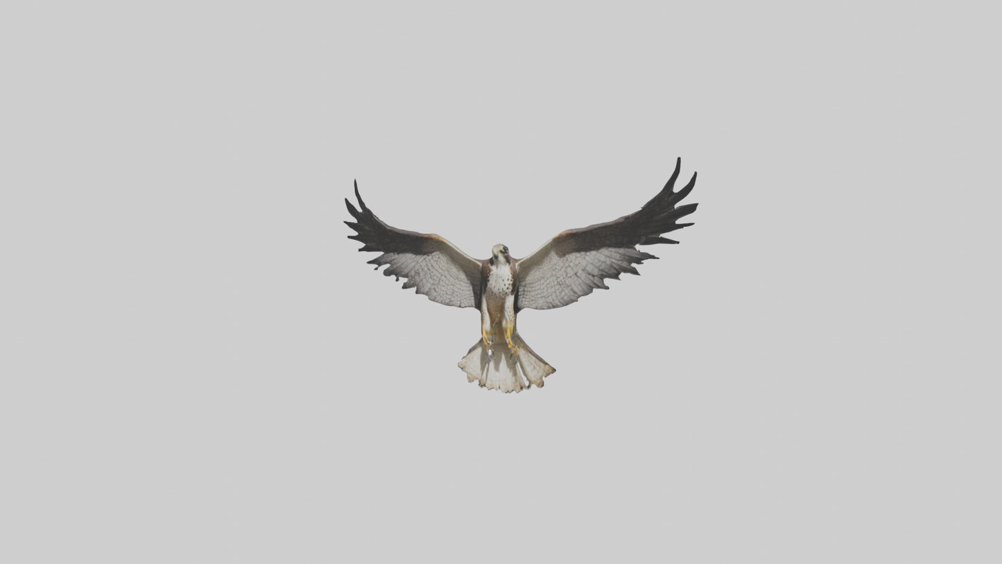 3D model Falcon Wings VR / AR / low-poly