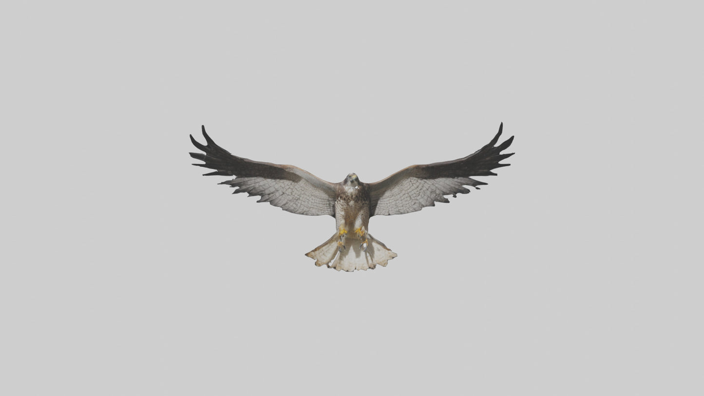 3D model Falcon Wings VR / AR / low-poly