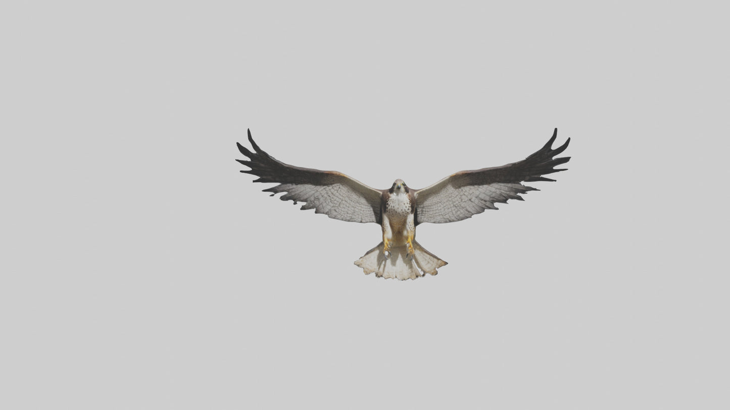 3D model Falcon Wings VR / AR / low-poly