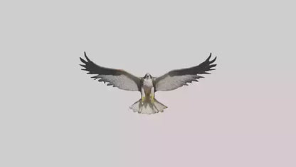 3D model Falcon Wings VR / AR / low-poly