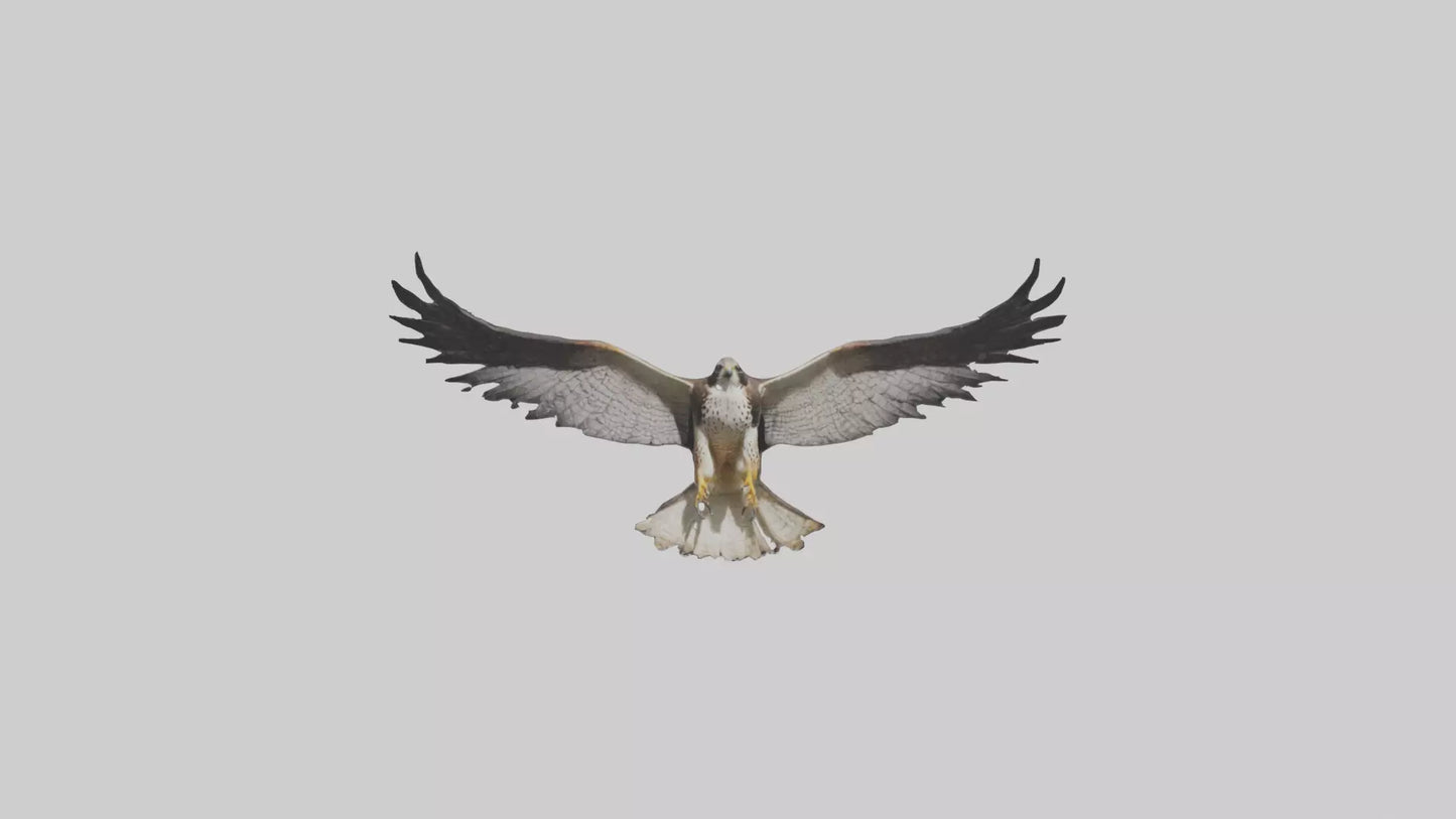3D model Falcon Wings VR / AR / low-poly