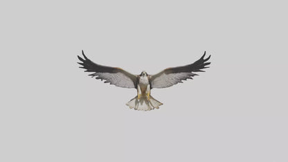 3D model Falcon Wings VR / AR / low-poly