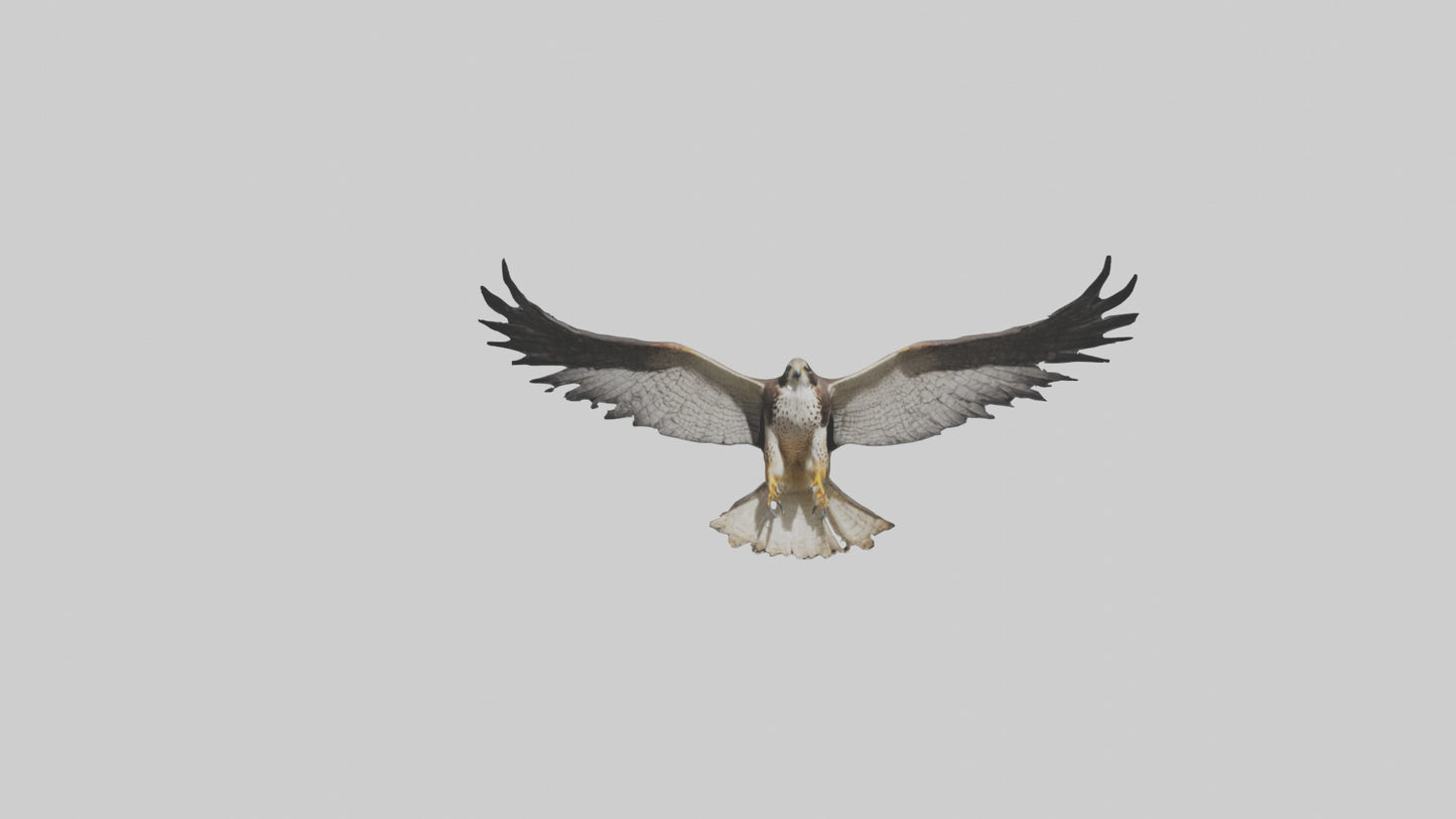 3D model Falcon Wings VR / AR / low-poly