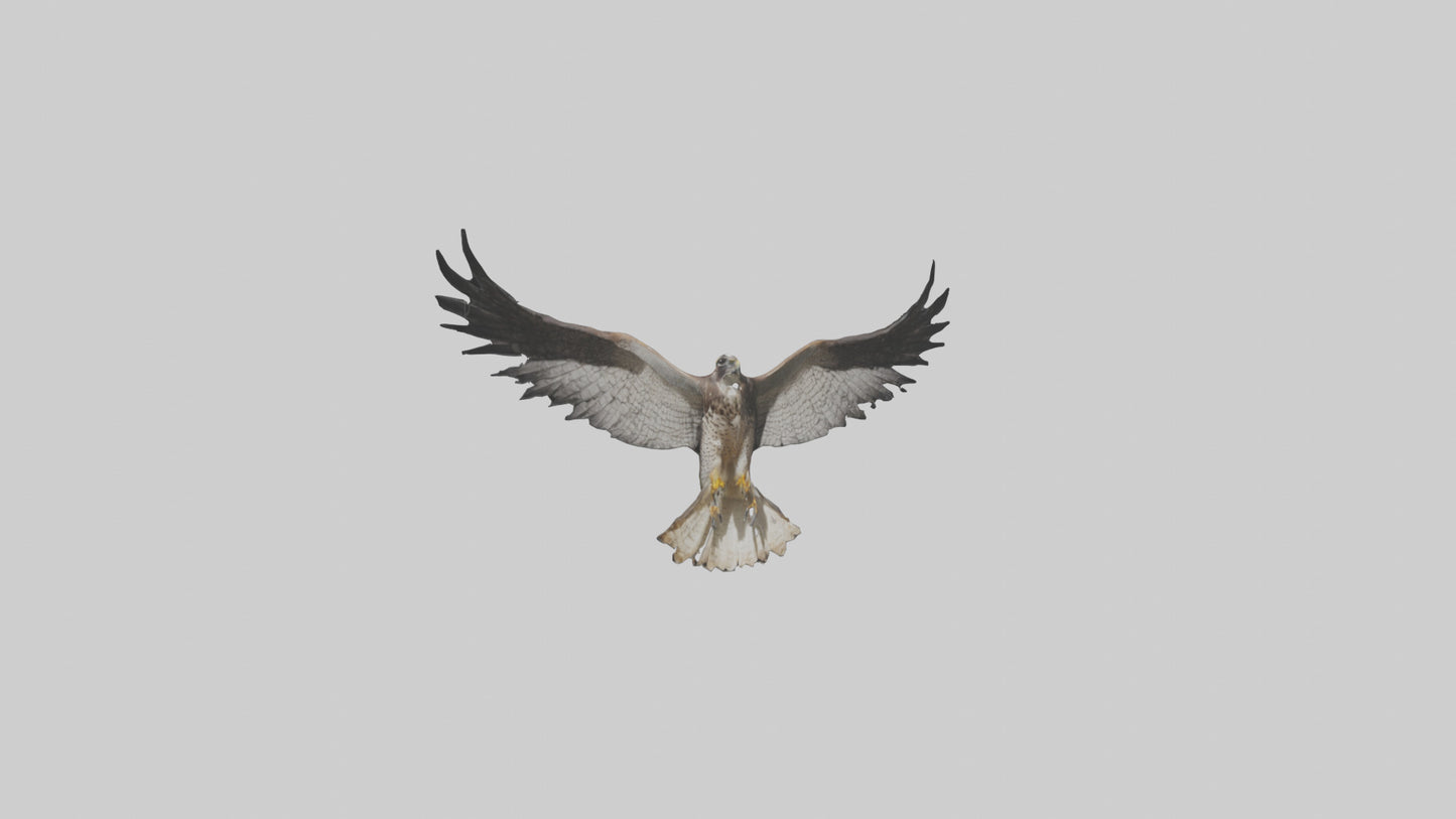 3D model Falcon Wings VR / AR / low-poly