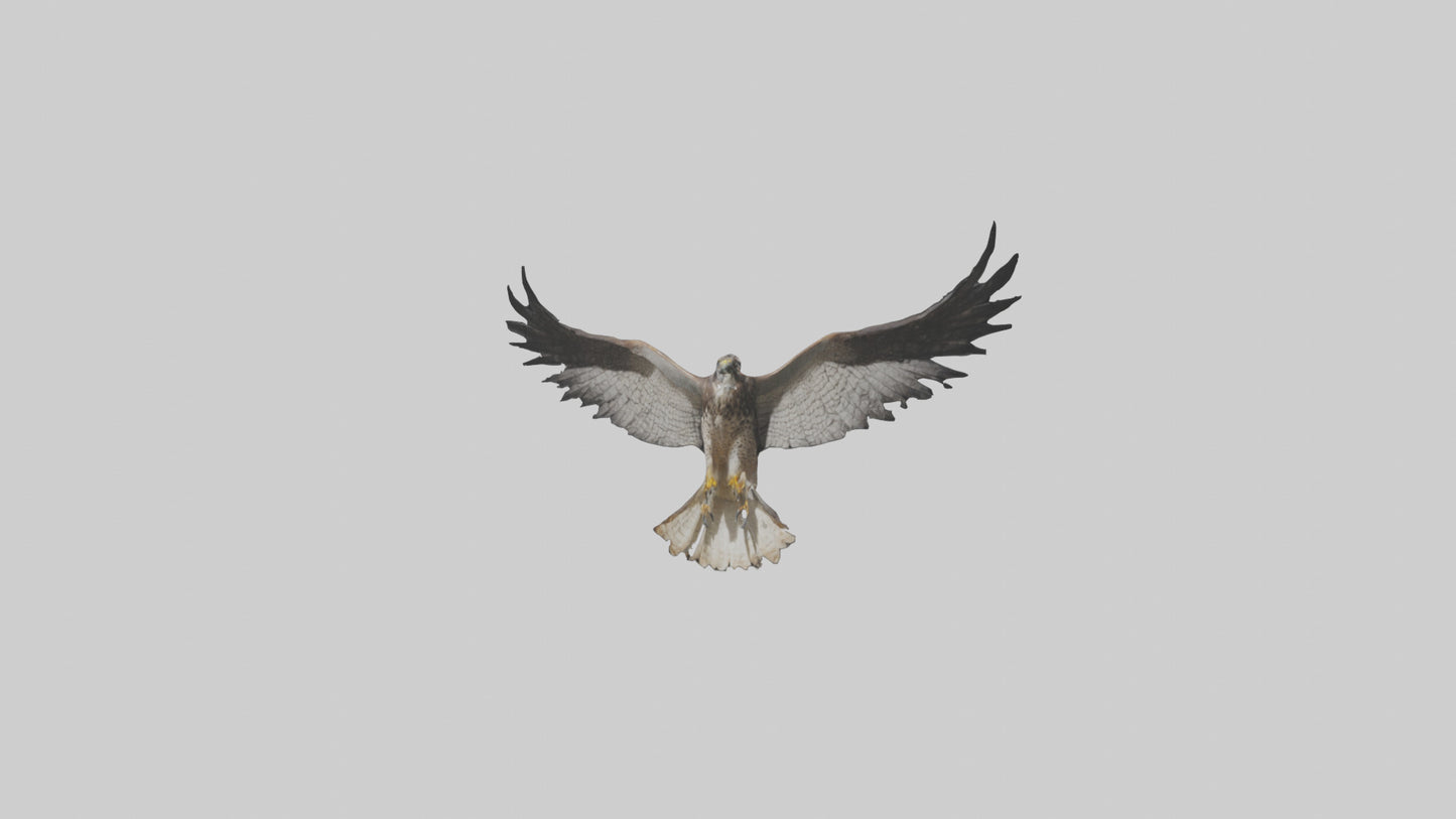 3D model Falcon Wings VR / AR / low-poly