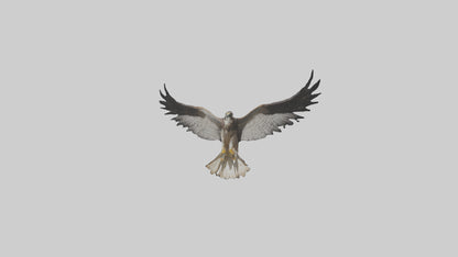 3D model Falcon Wings VR / AR / low-poly