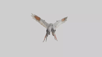 Falcon Wings Model 3D model