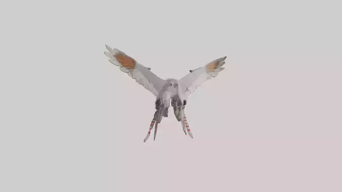 Falcon Wings Model 3D model