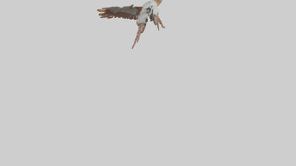Falcon Wings Model 3D model