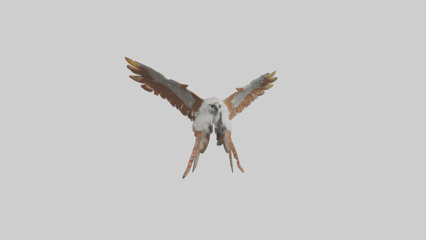 Falcon Wings Model 3D model