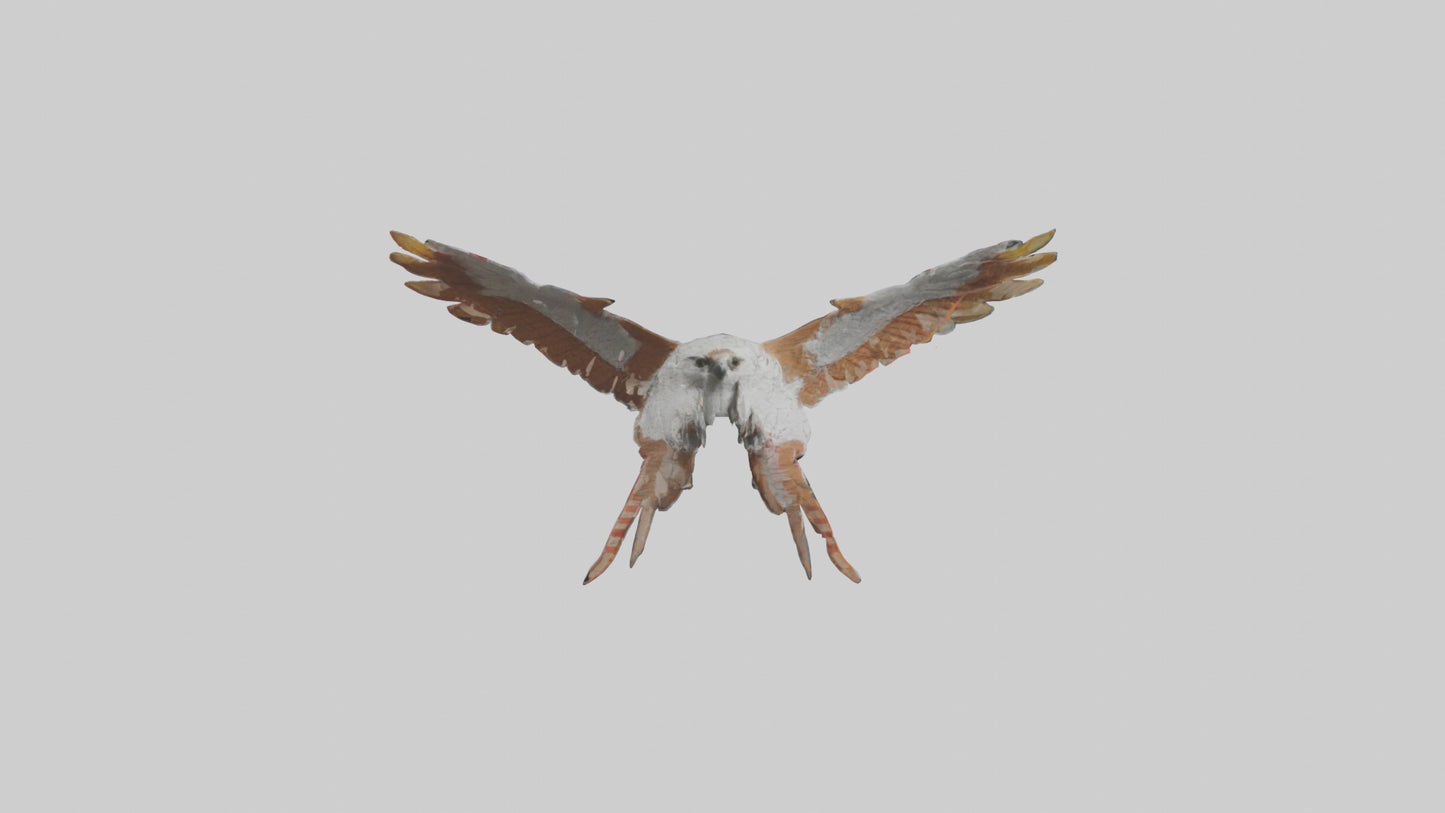 Falcon Wings Model 3D model