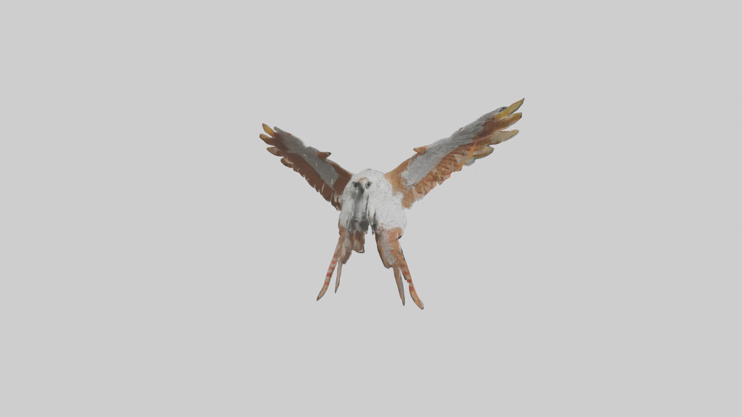 Falcon Wings Model 3D model