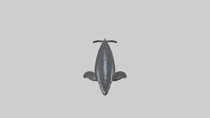 False Killer Whale jumping model 3D model