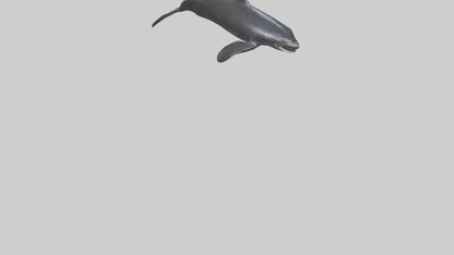 False Killer Whale jumping model 3D model
