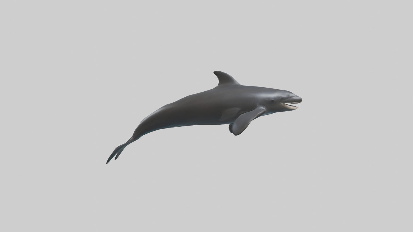 False Killer Whale jumping model 3D model