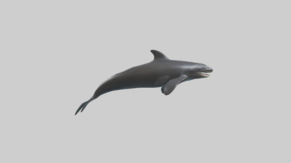False Killer Whale jumping model 3D model