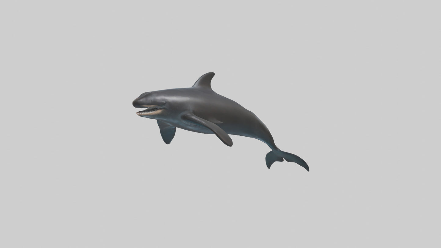 False Killer Whale jumping model 3D model