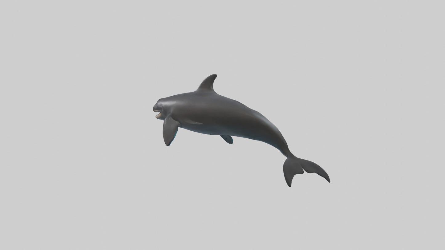 False Killer Whale jumping model 3D model